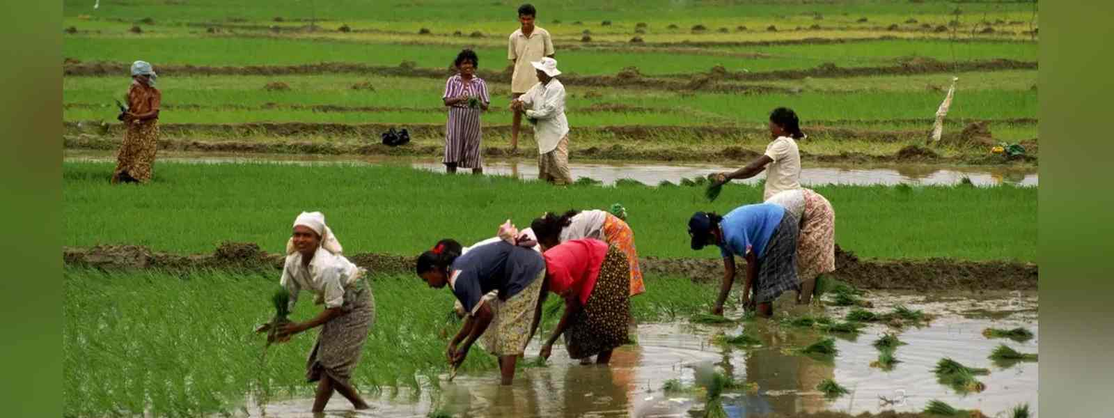 මහ කන්නයේ පොහොර සහනාධාරය ලබා දීම අවසන්